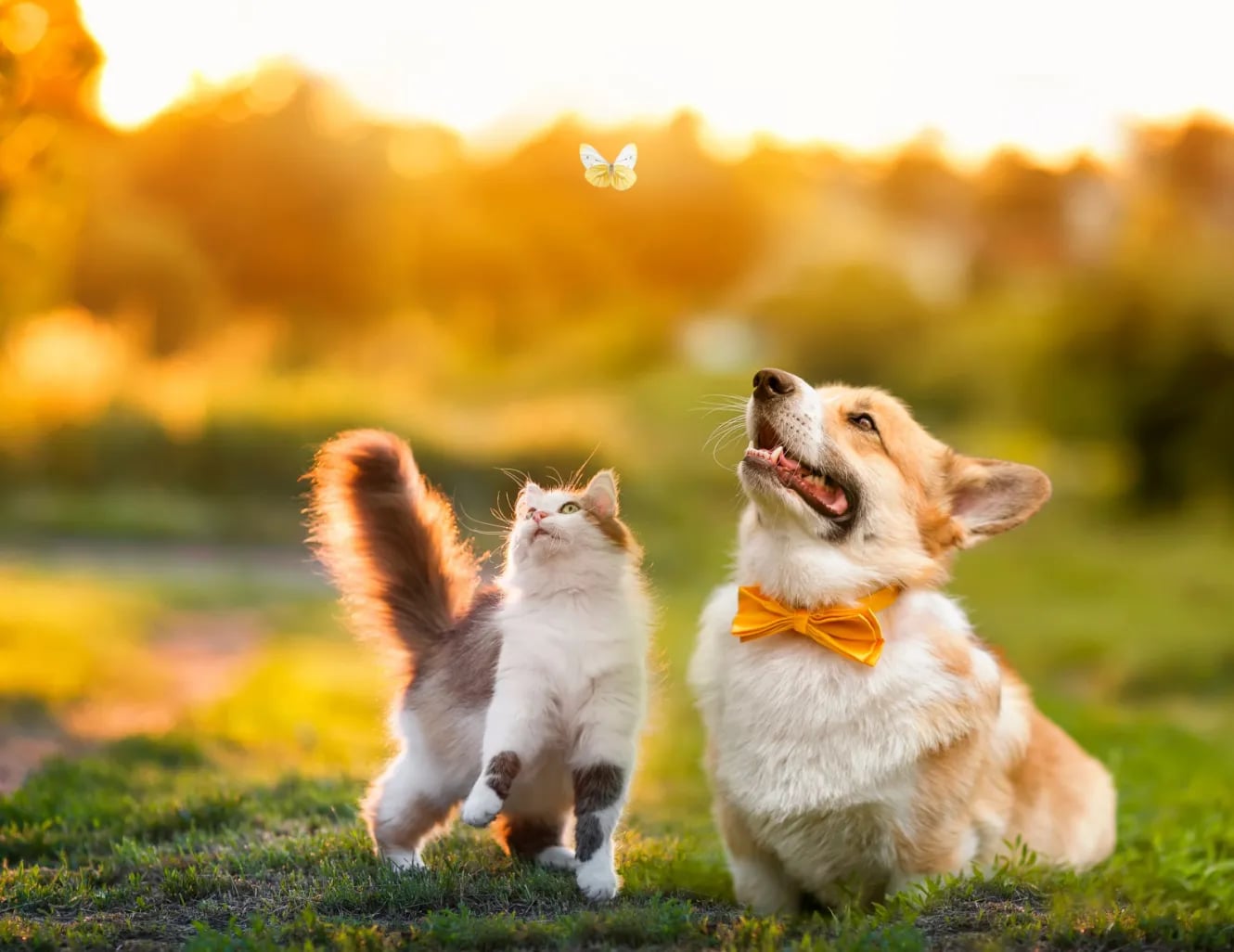 Beneficios de tener un gatito en casa 