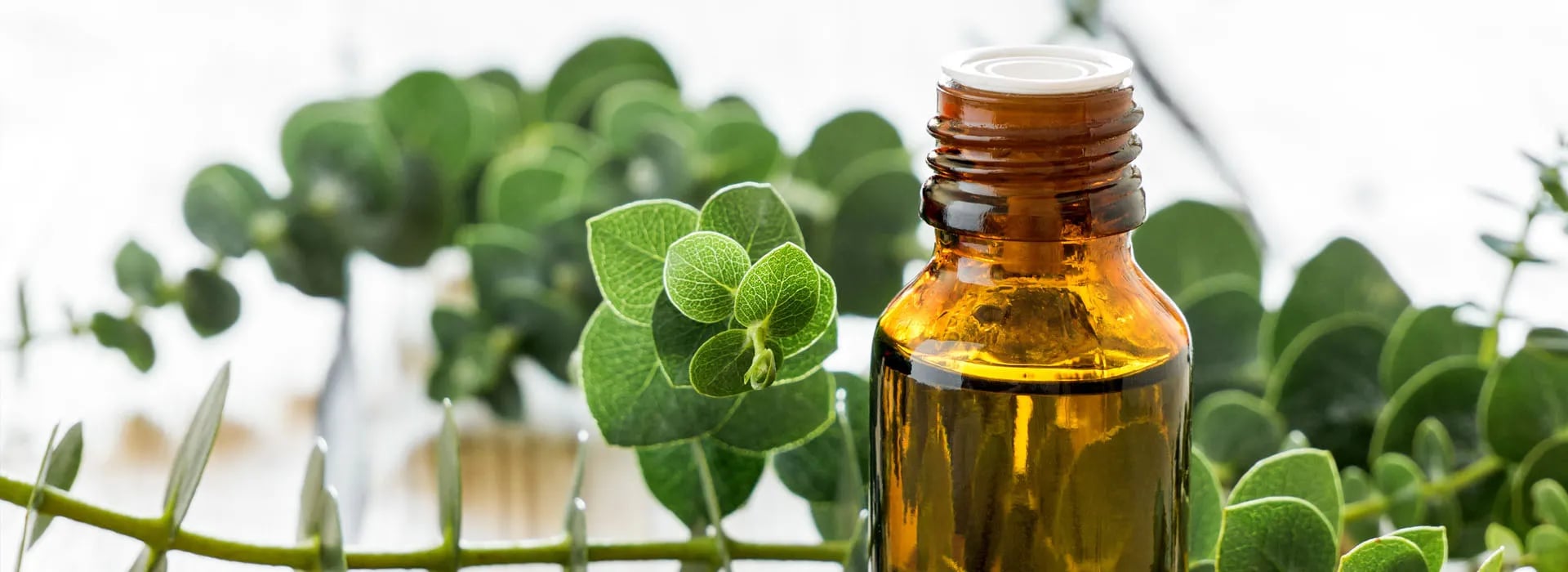 Aprovecha los beneficios del aceite el eucalipto para tu casa