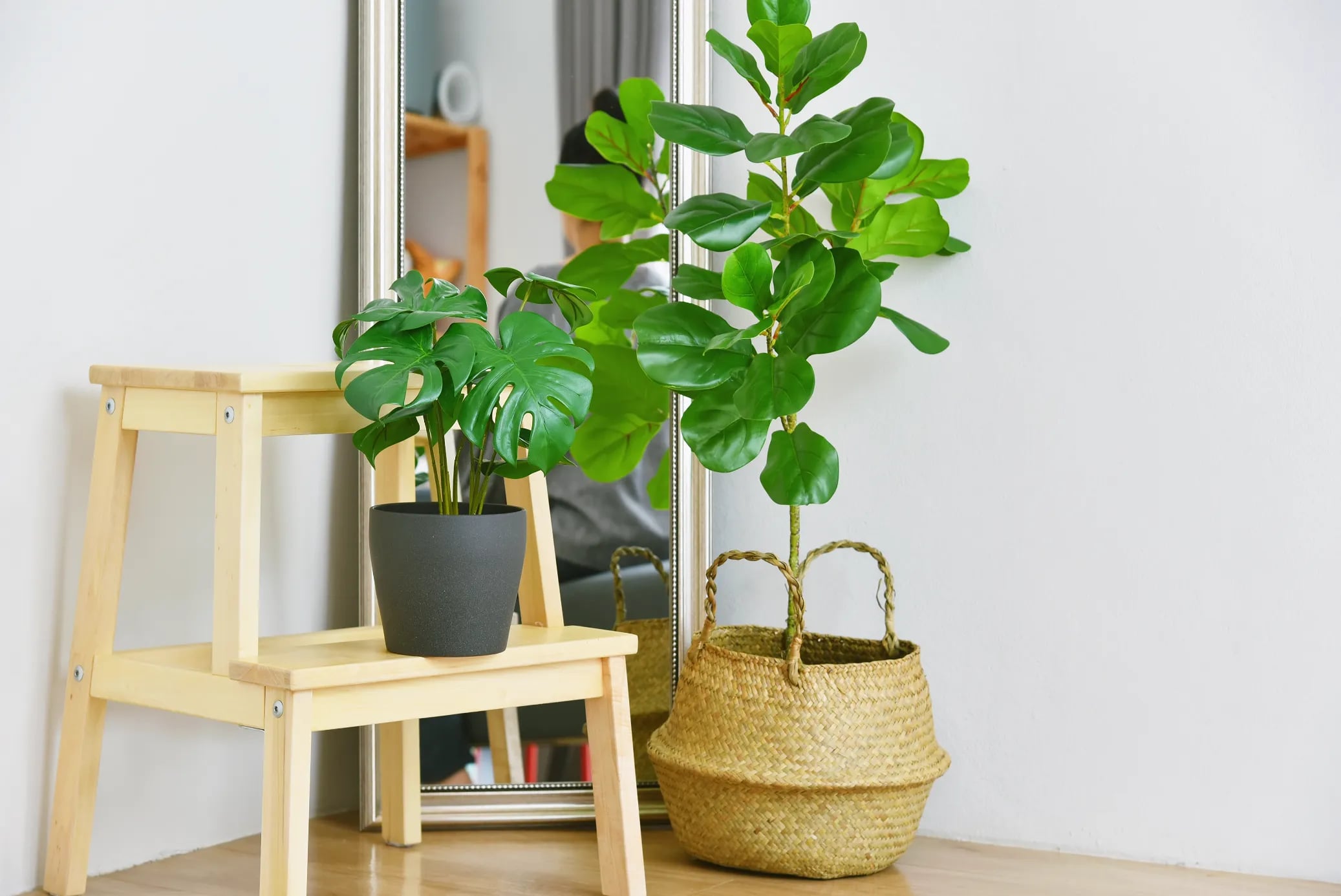 Dale vida a tu casa con estas plantas