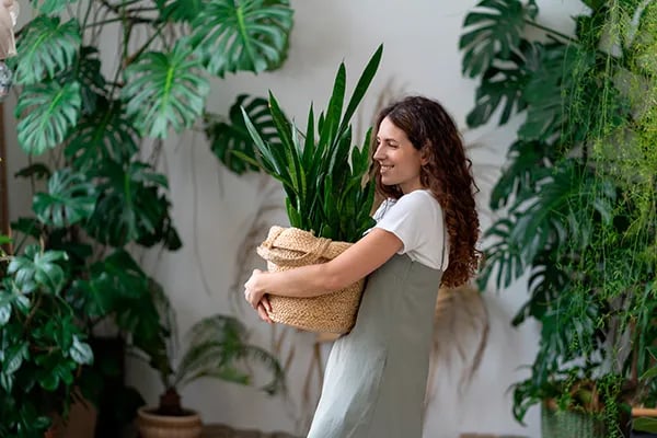 El arte de cuidar plantas de interior en tu casa